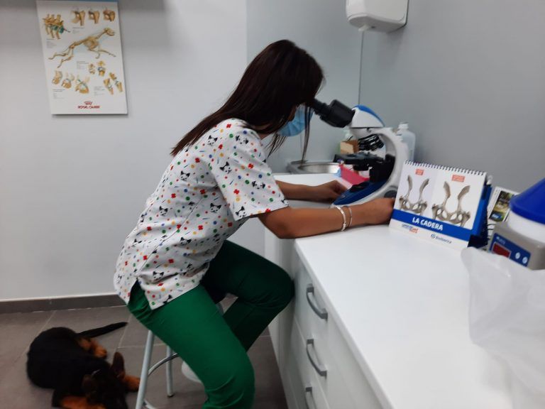 La veterinaria analizando