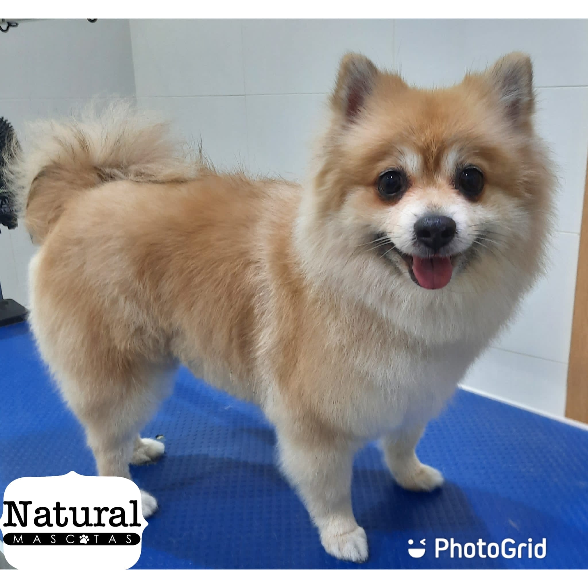 Pomerania
