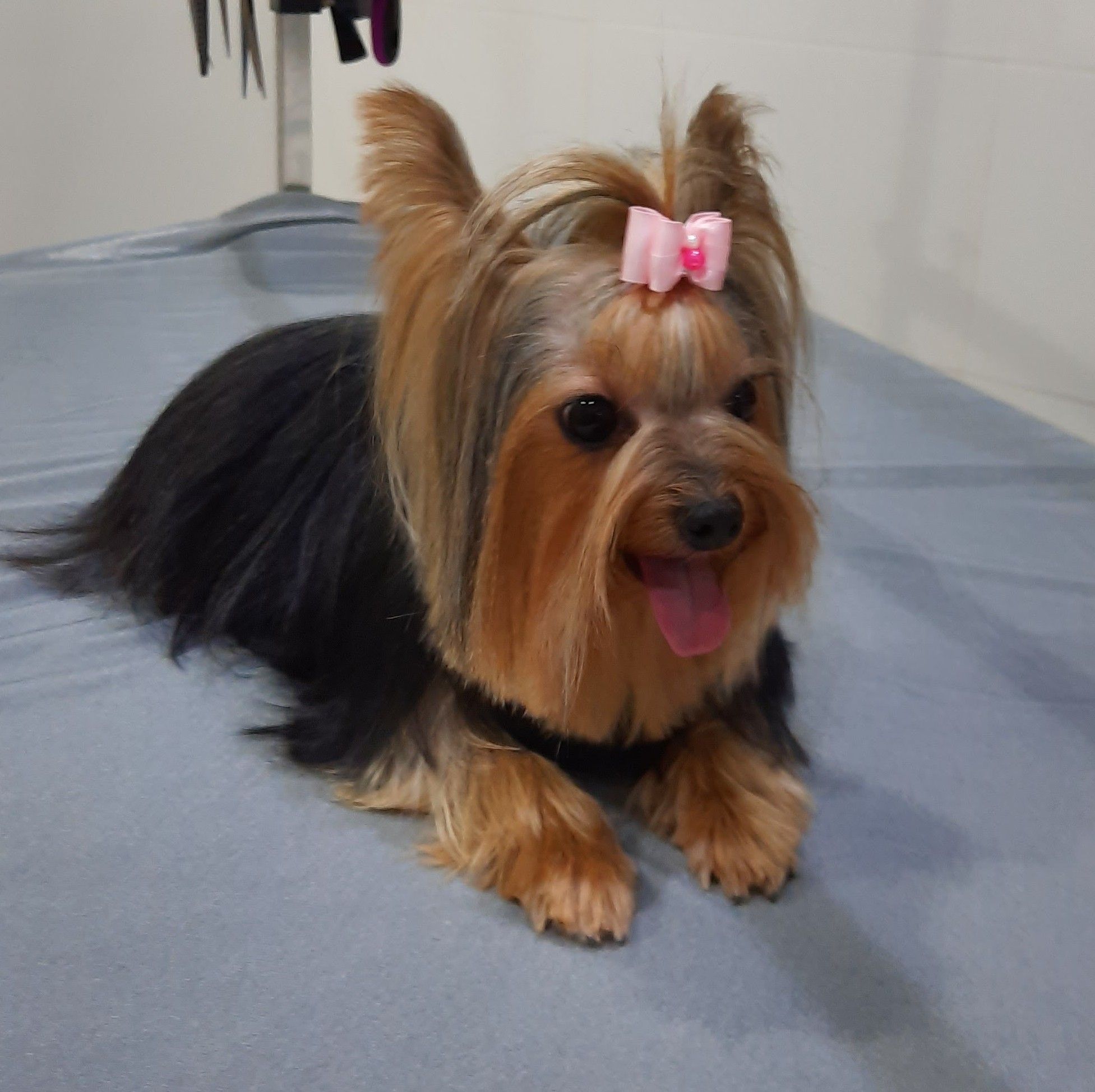 Mimi
