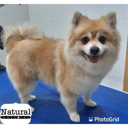 Pomerania