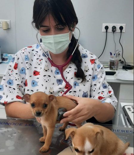 Revisión cachorros